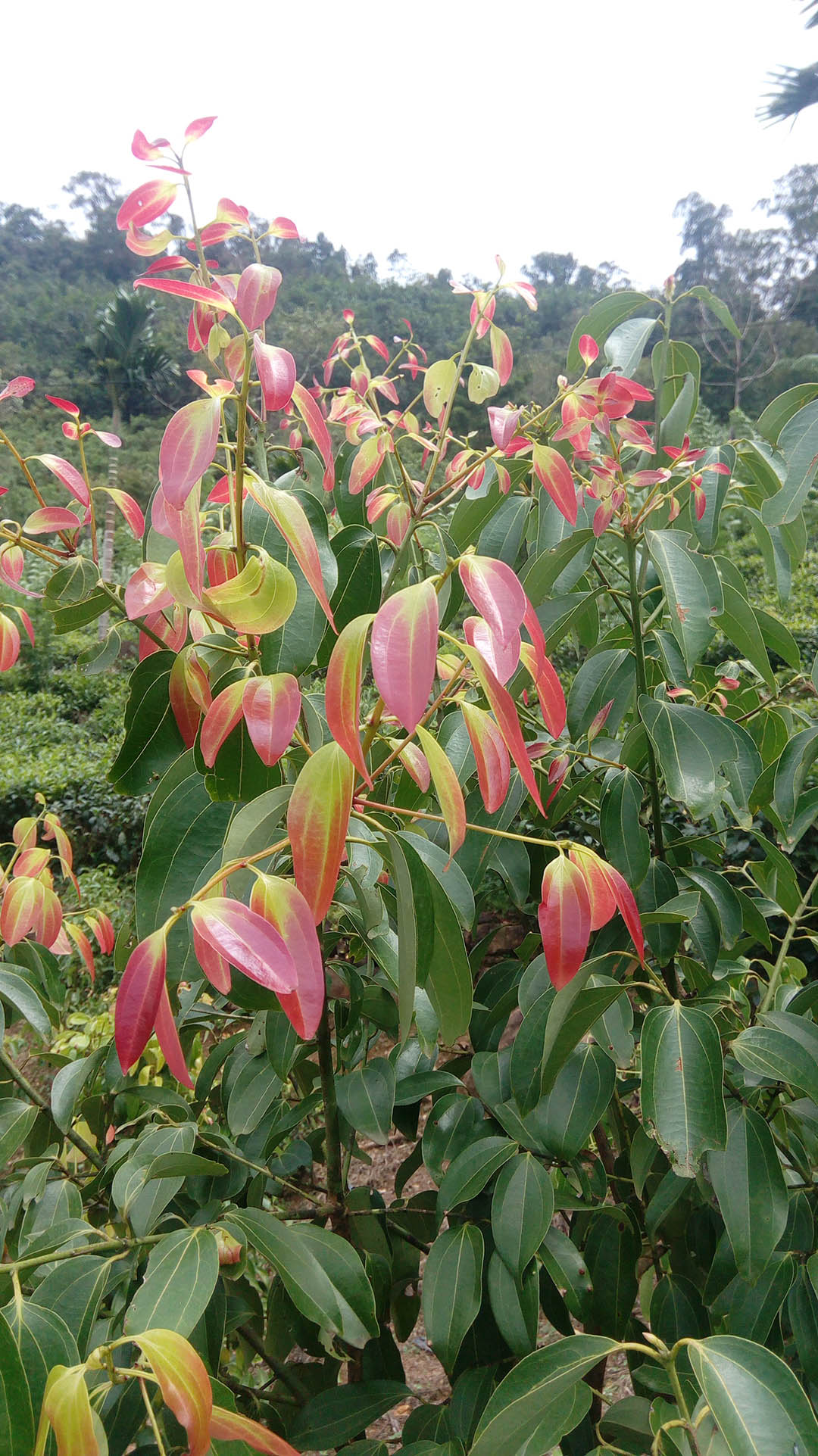 Harvesting Cinnamon Trees
